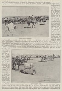 Cattle in Argentina